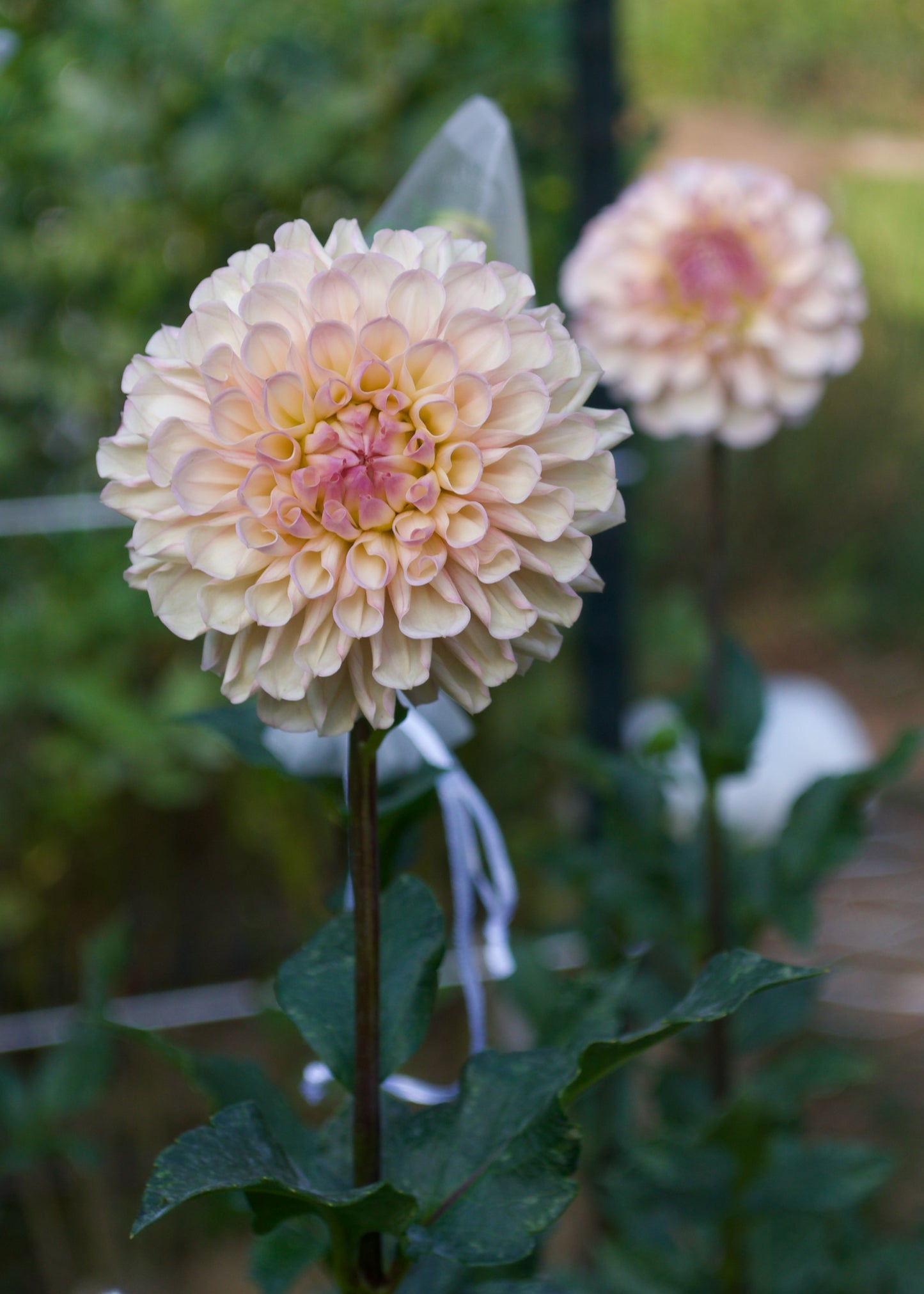 Dahlia Levi's Revenant