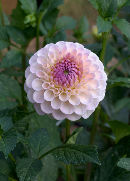 Dahlia 20th Ave Memory