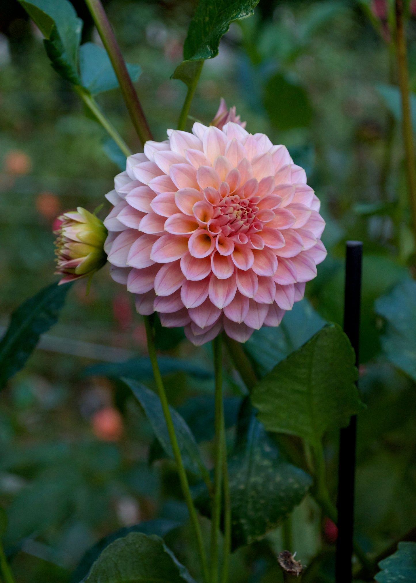 Dahlia Rock Run Ashley