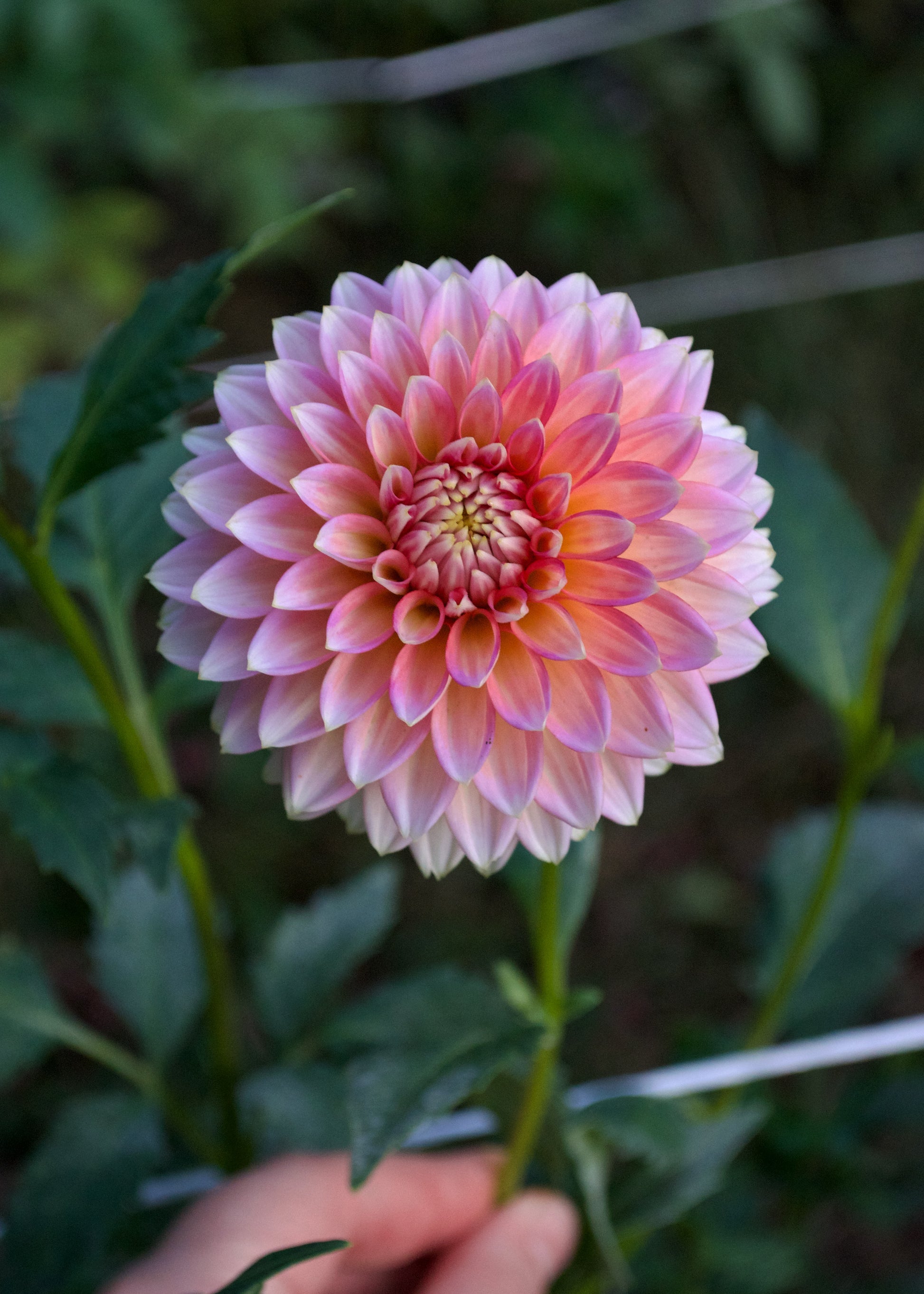 Dahlia Bloomquist Mojo