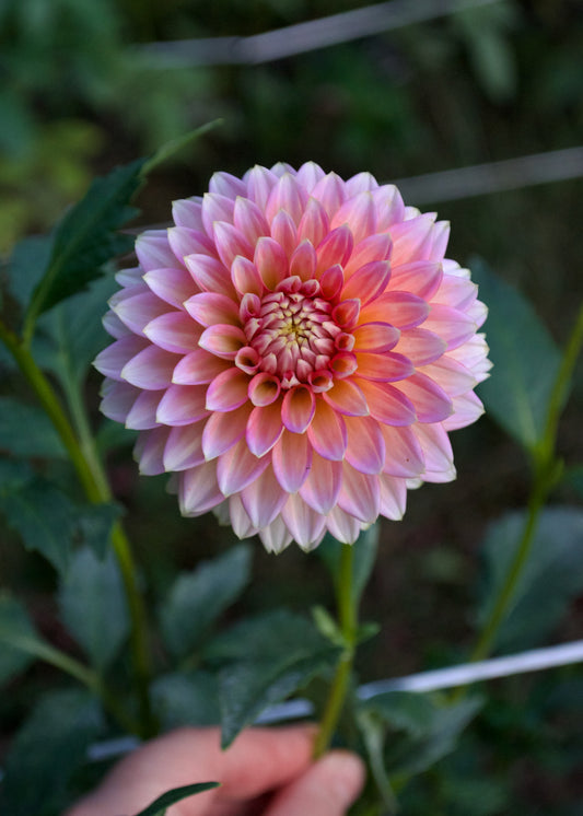Dahlia Bloomquist Mojo