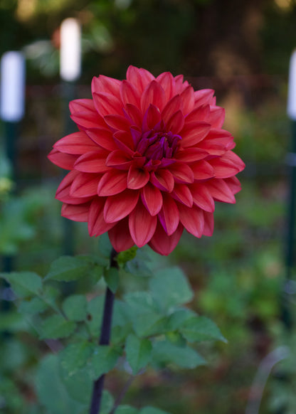 Dahlia American Dawn