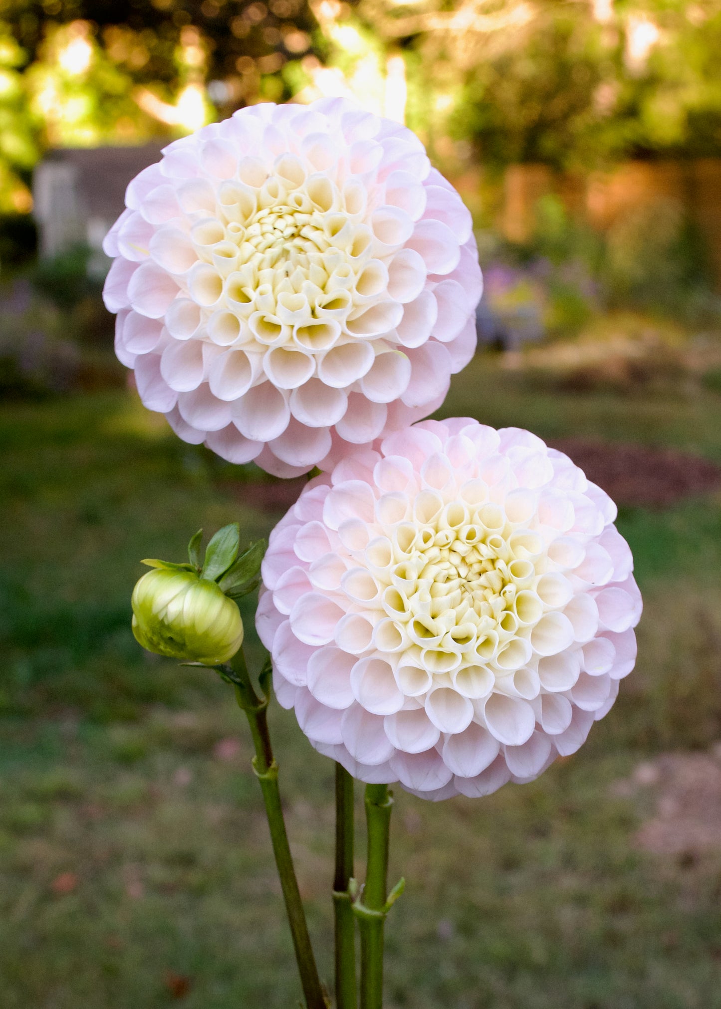Dahlia 20th Ave Memory