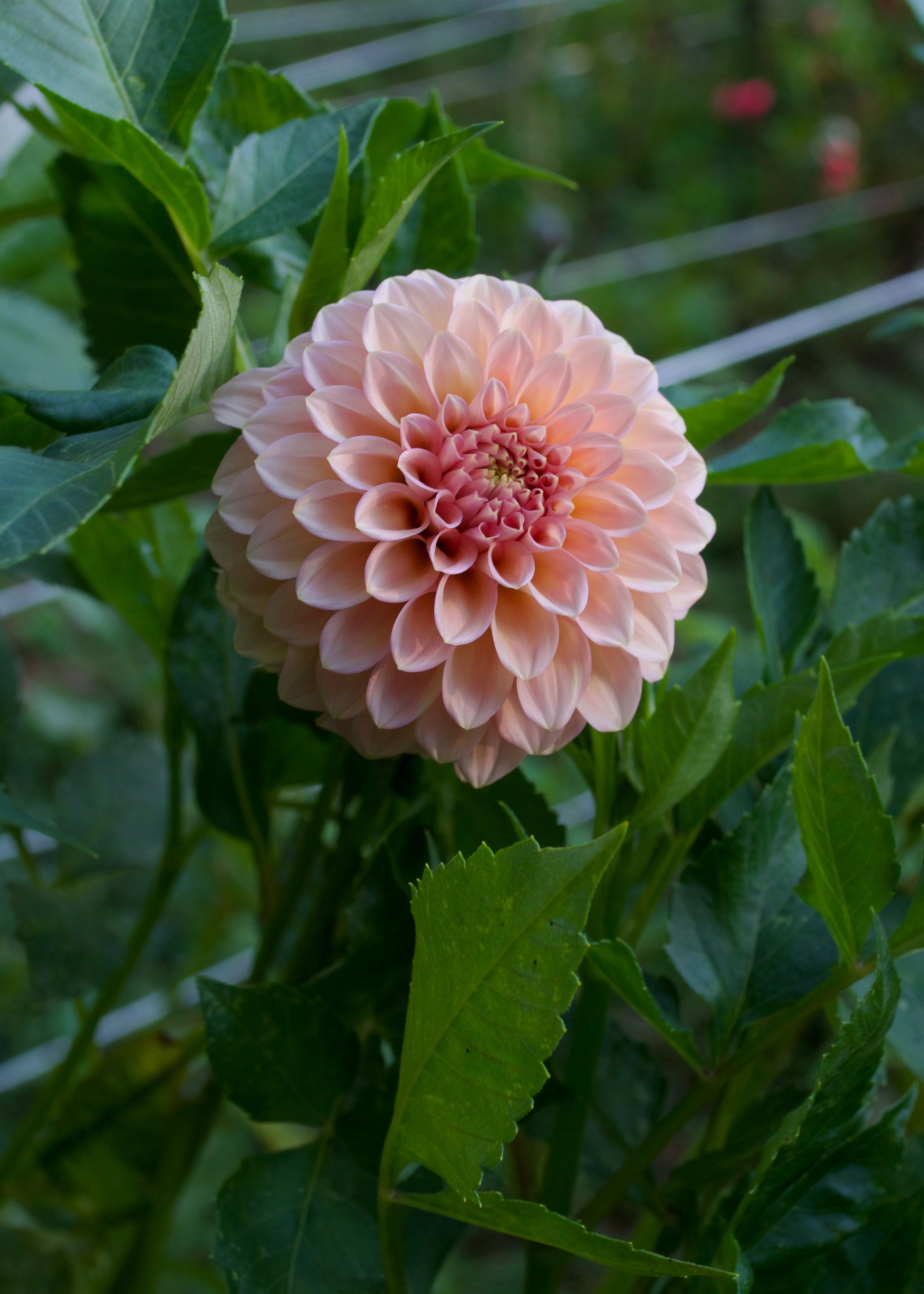 Dahlia Rock Run Ashley