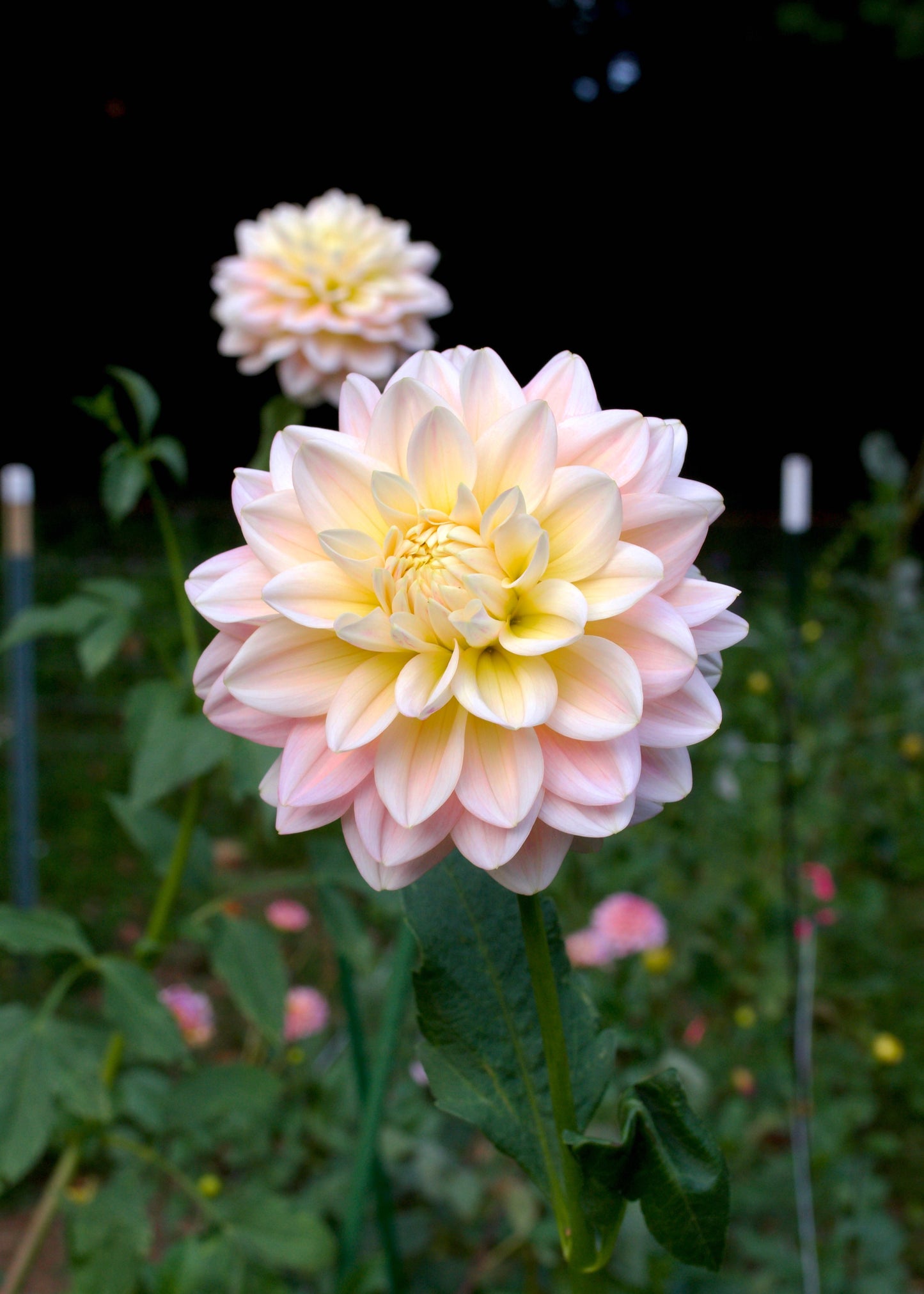 Sheer Heaven - Grower's Grade 40% OFF