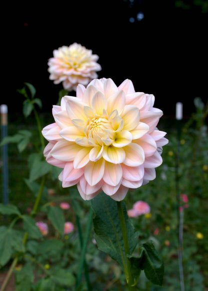 Sheer Heaven - Grower's Grade 40% OFF