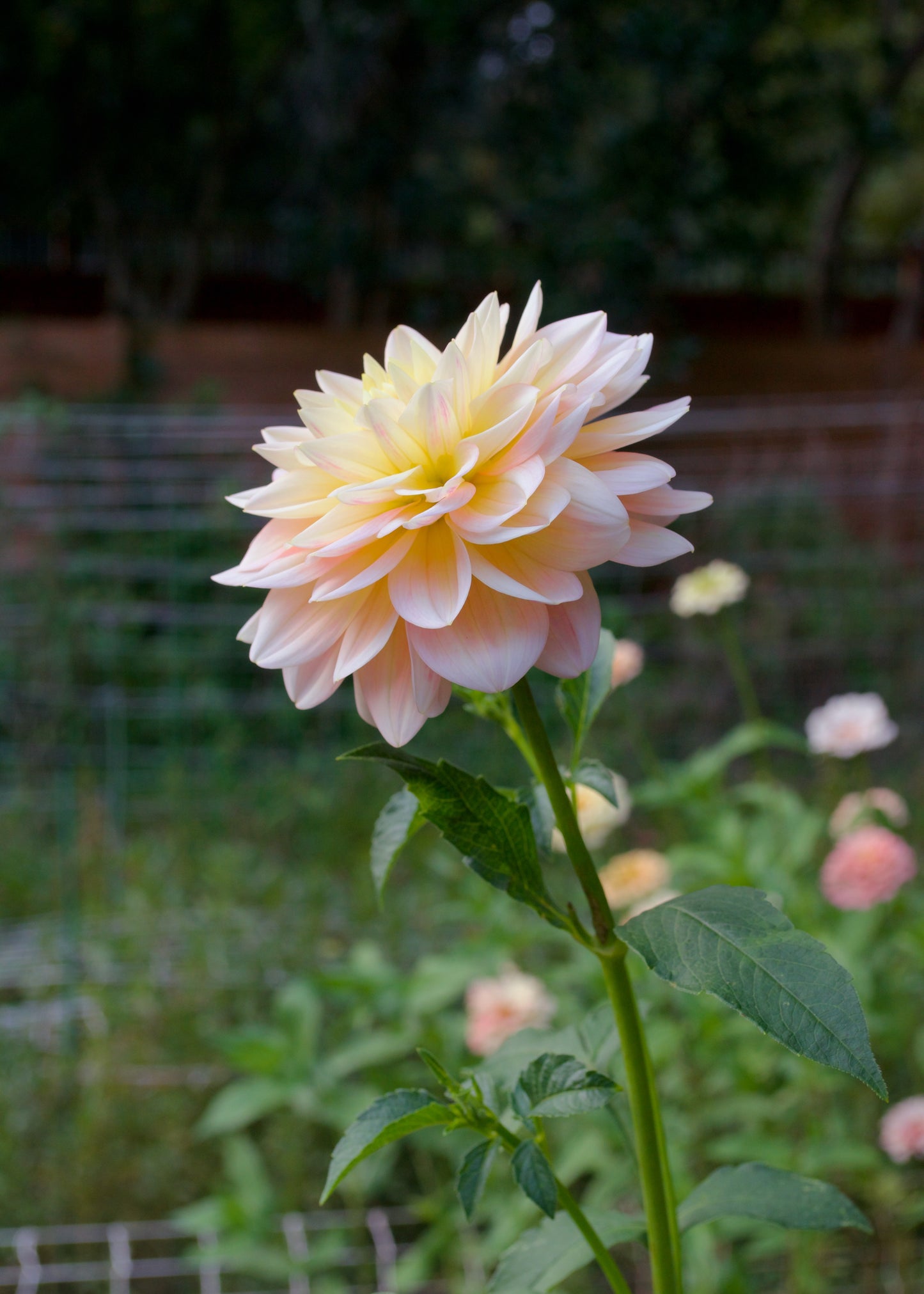 Dahlia Sheer Heaven