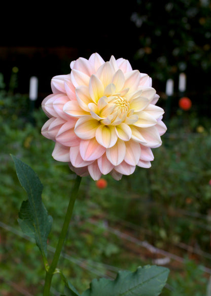 Dahlia Sheer Heaven