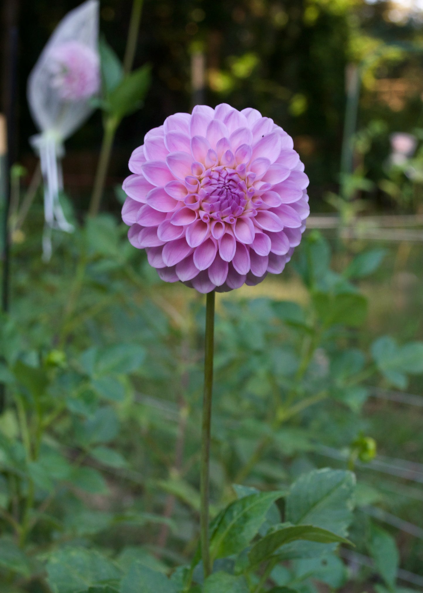 Dahlia 20th Ave Old Major