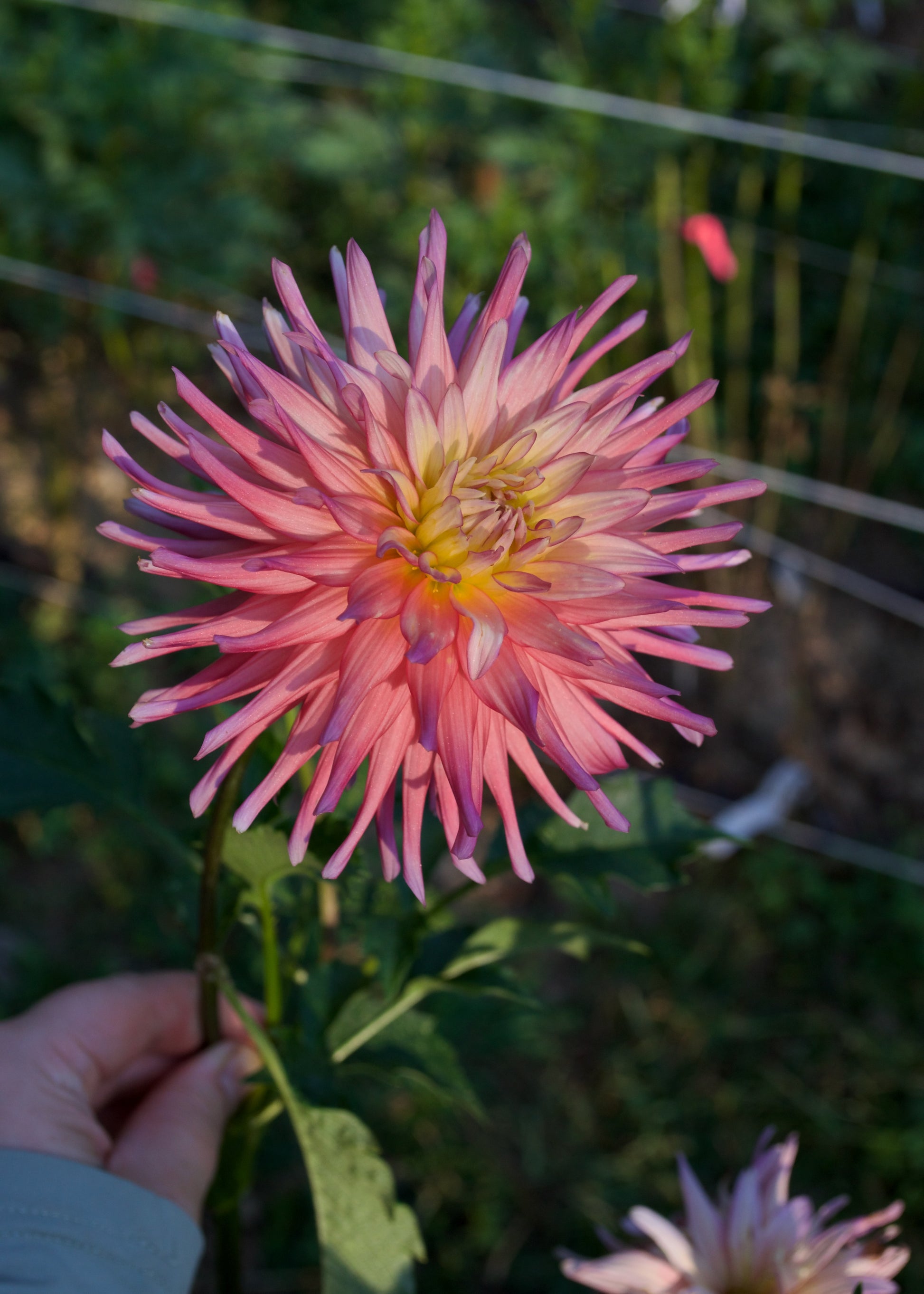 Dahlia AC Poke