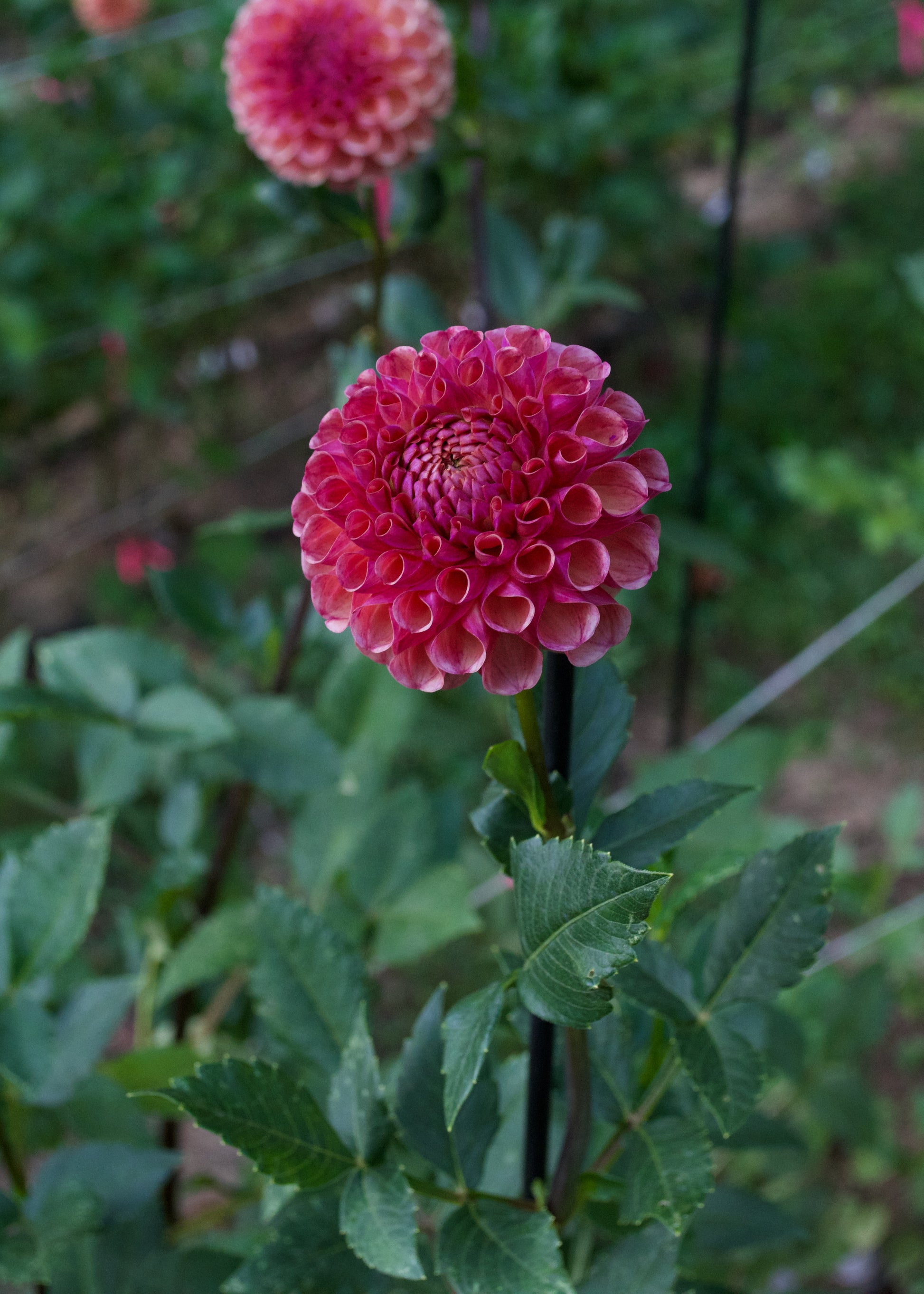 Burfoot Pasta Dahlia