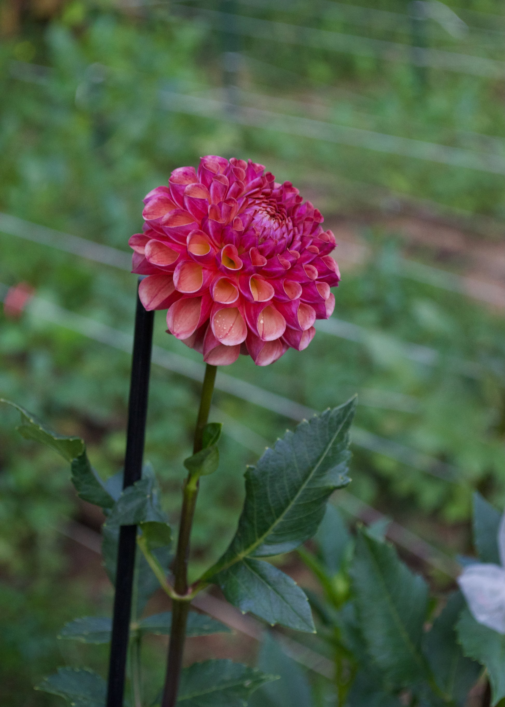 Burfoot Pasta Dahlia