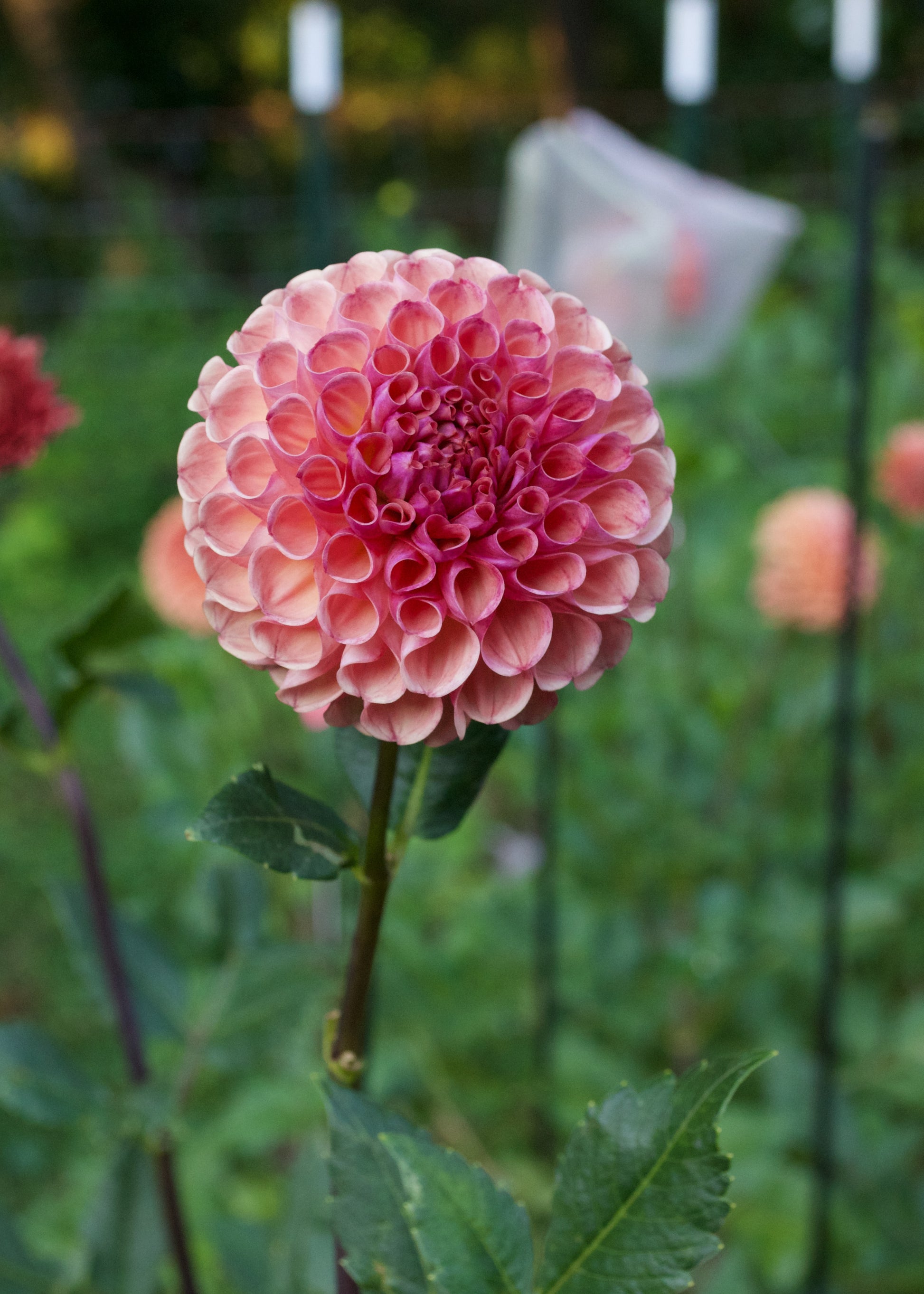 Burfoot Pasta Dahlia