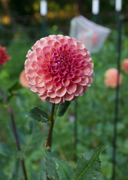 Burfoot Pasta Dahlia