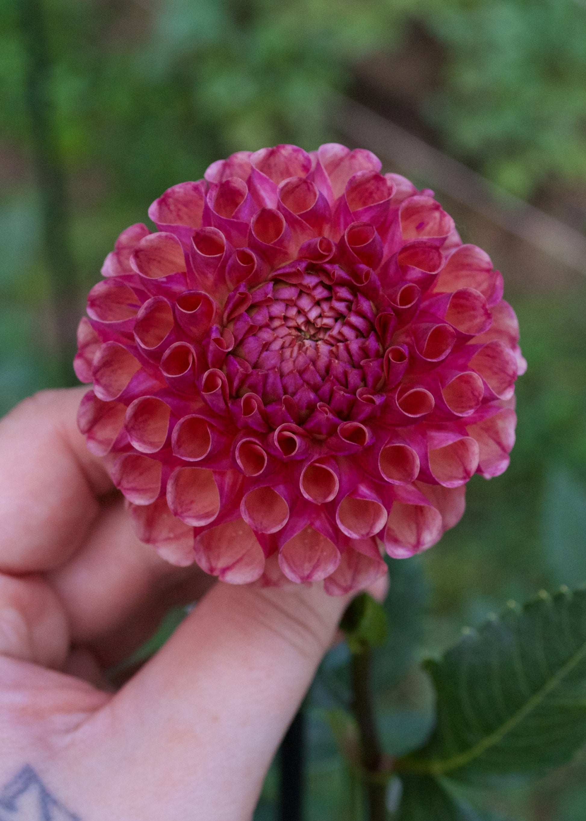 Burfoot Pasta Dahlia