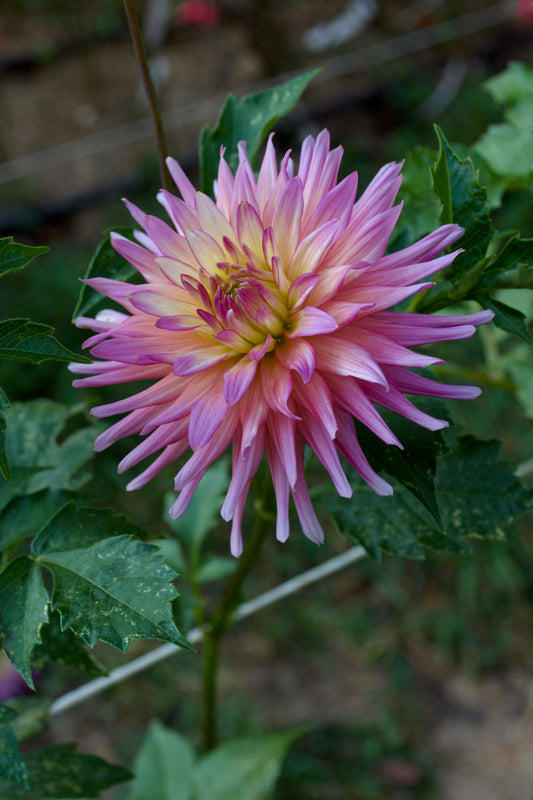 Dahlia AC Poke