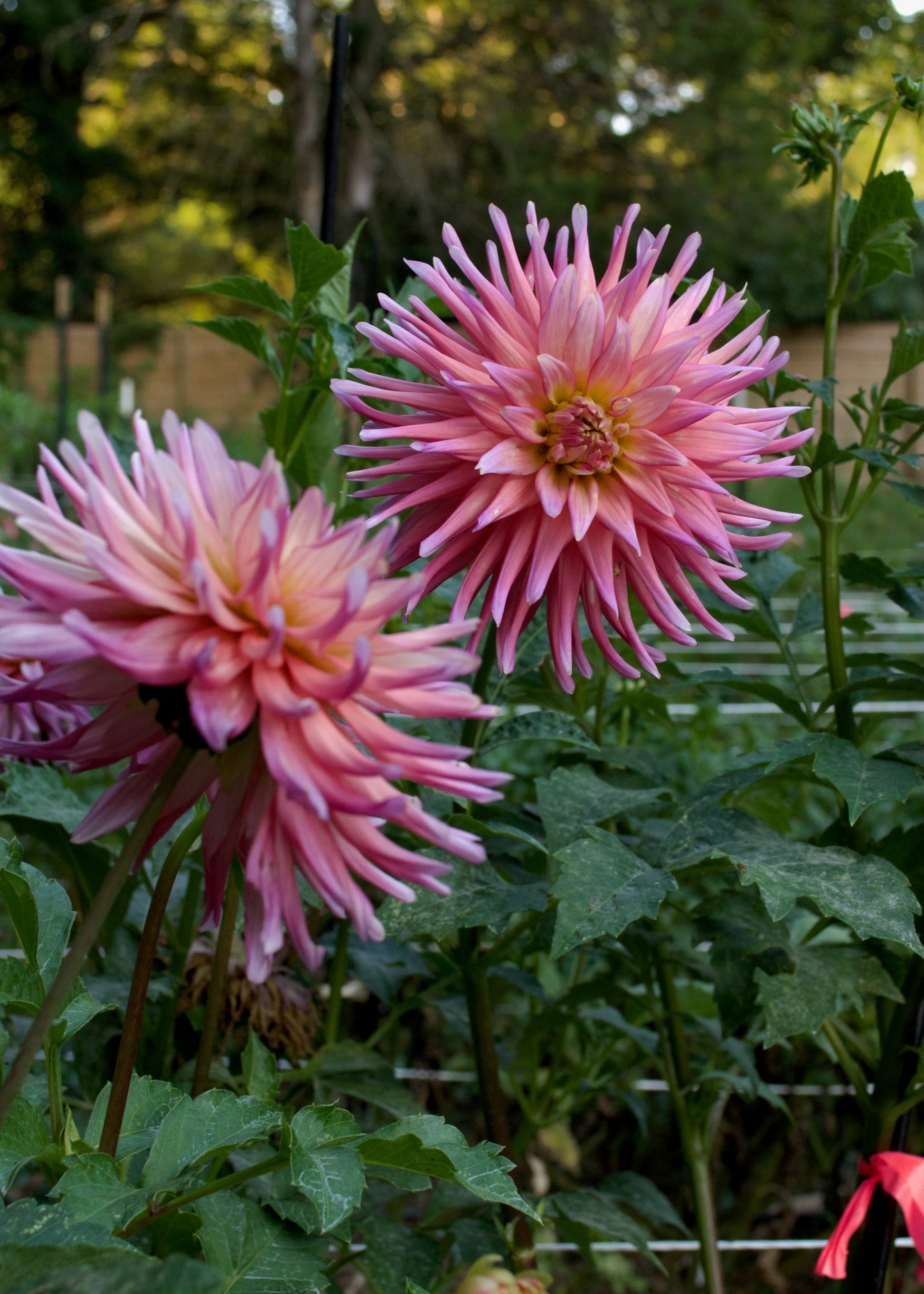 Dahlia AC Poke