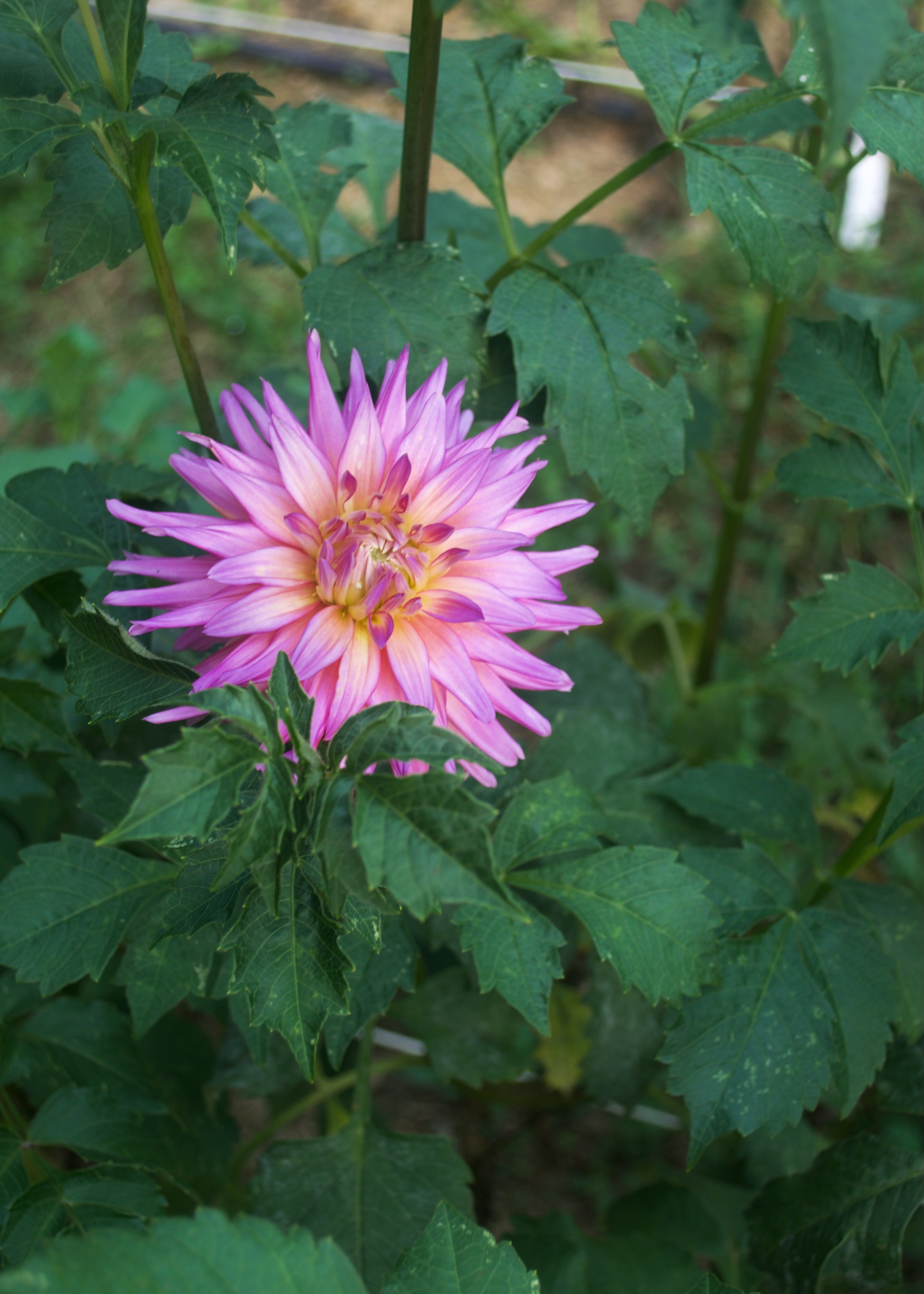 Dahlia AC Poke