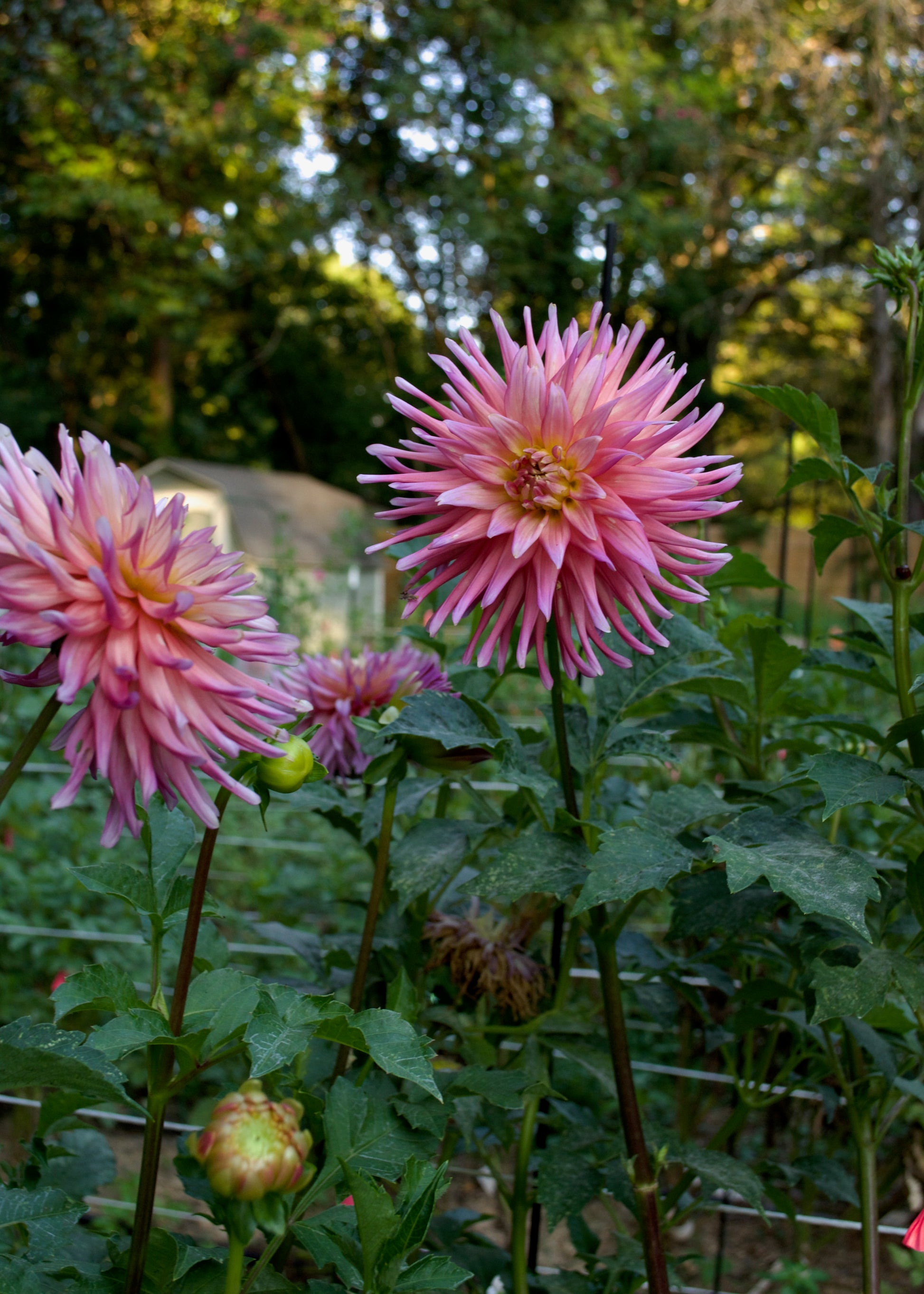 Dahlia AC Poke