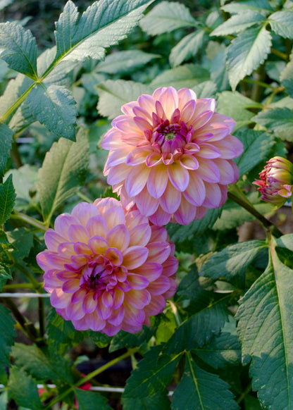 Dahlia Bloomquist Dave