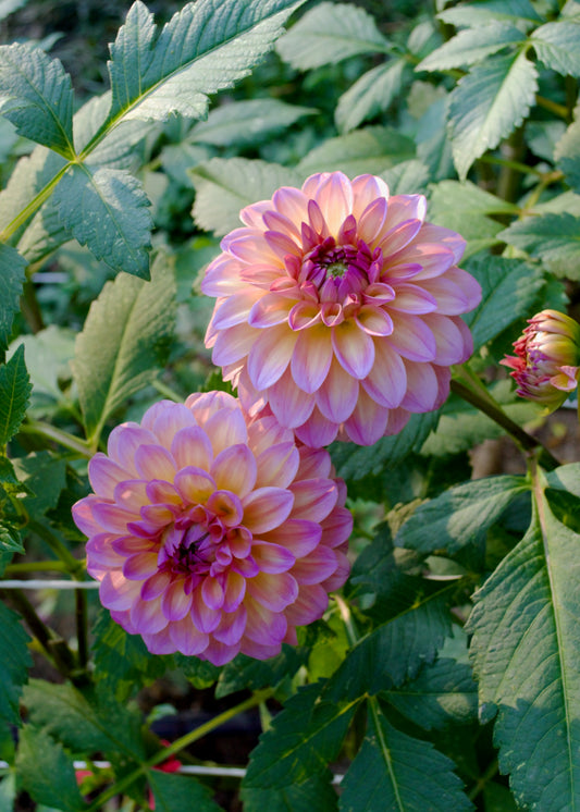Dahlia Bloomquist Dave
