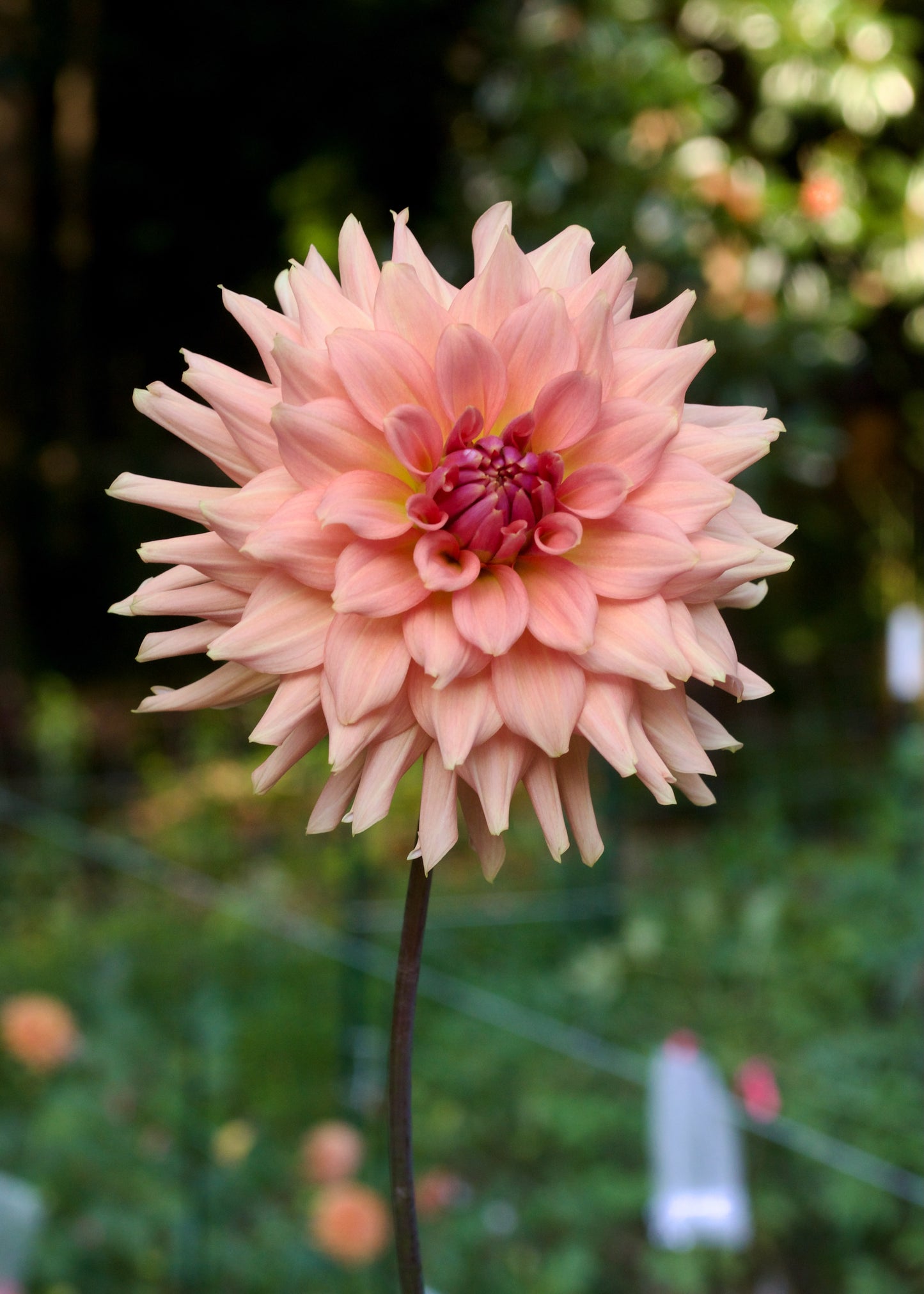 Terracotta - Grower's Grade 40% OFF