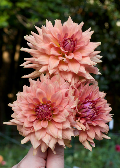 Terracotta - Grower's Grade 40% OFF