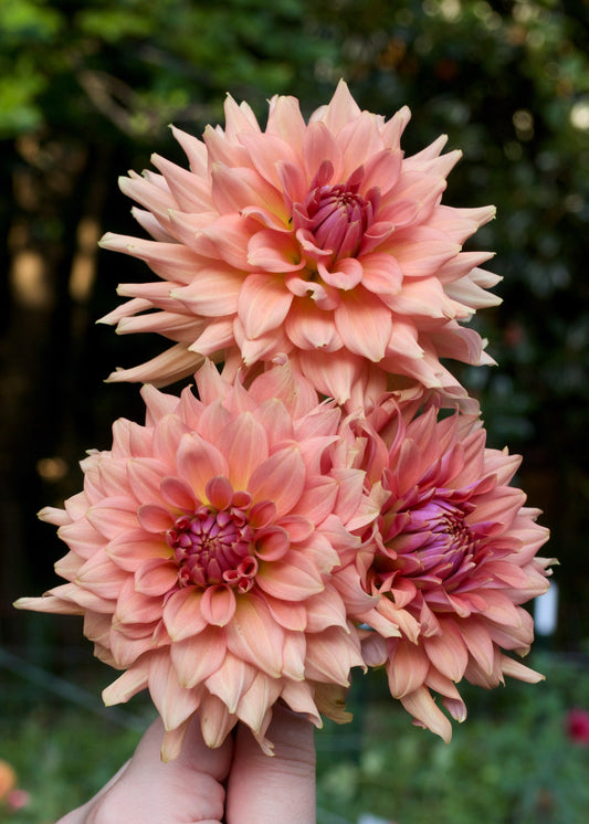 Terracotta - Grower's Grade 40% OFF