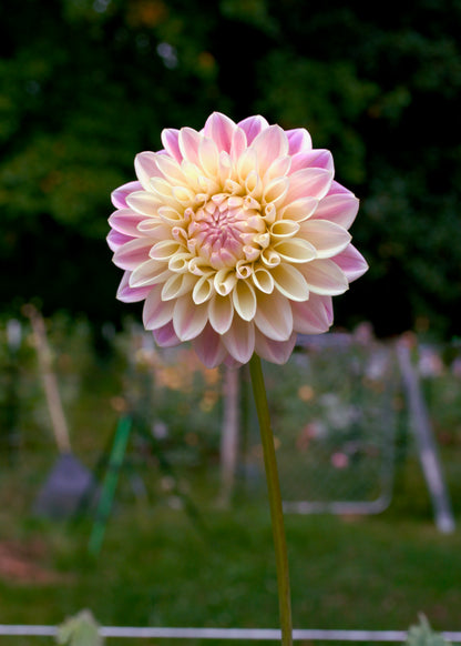 Dahlia Coralie
