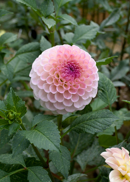 Dahlia 20th Ave Memory