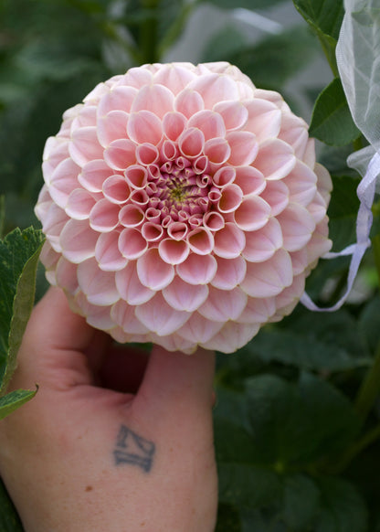 Cinder Rose Dahlia