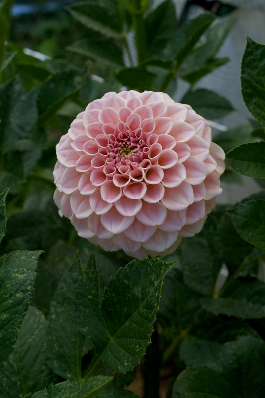 Cinder Rose Dahlia