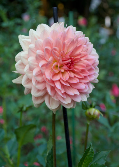 Dahlia Fawn
