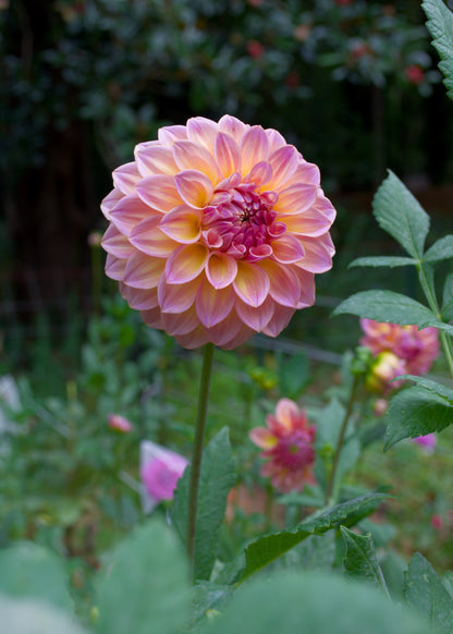 Dahlia Bloomquist Dave