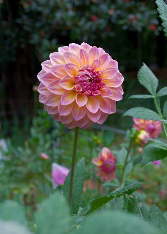 Dahlia Bloomquist Dave