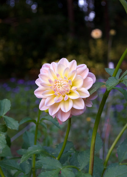 Dahlia Sheer Heaven