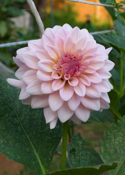 Dahlia Mocha Jake