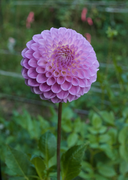 Dahlia 20th Ave Old Major