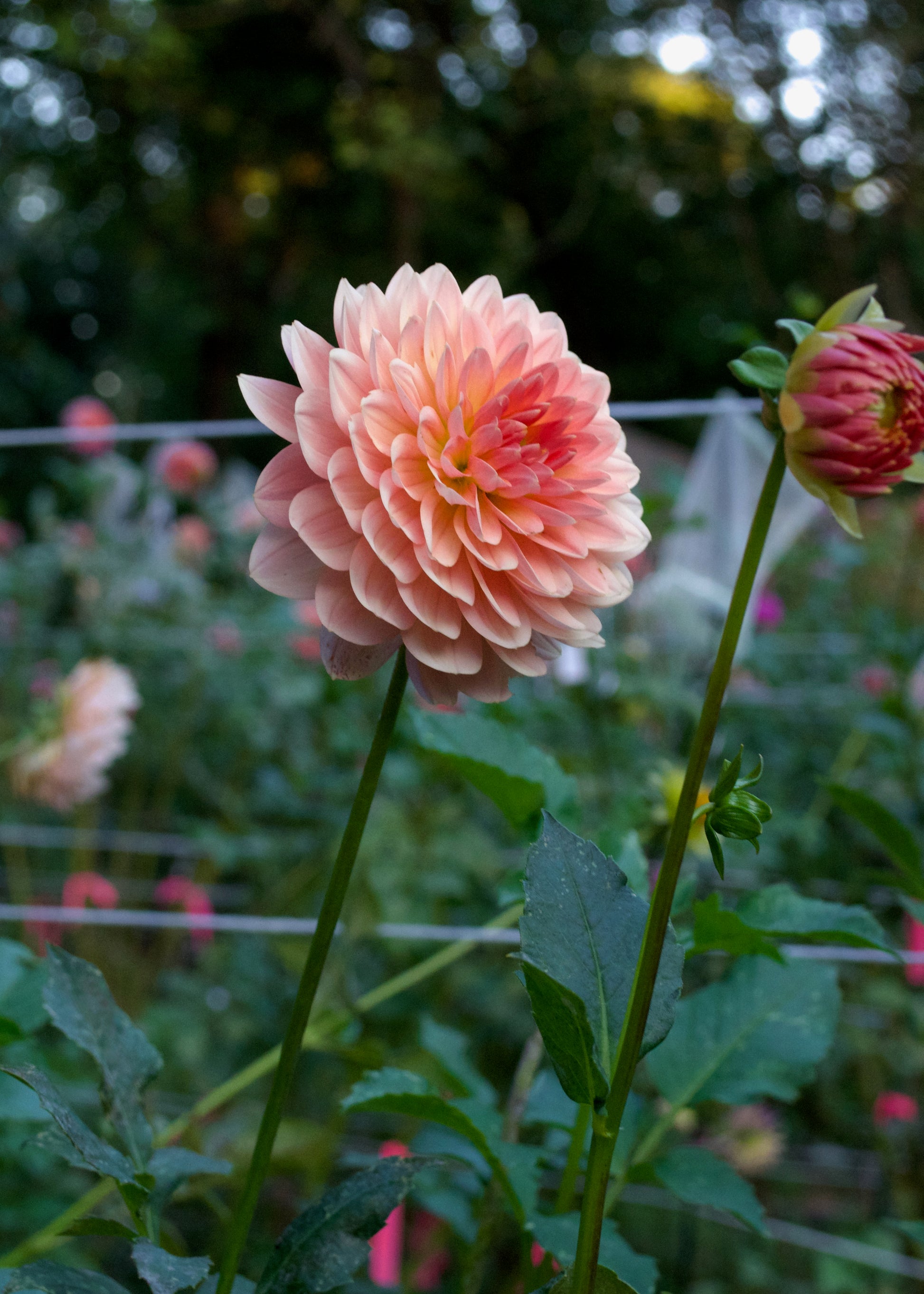 Dahlia Fawn