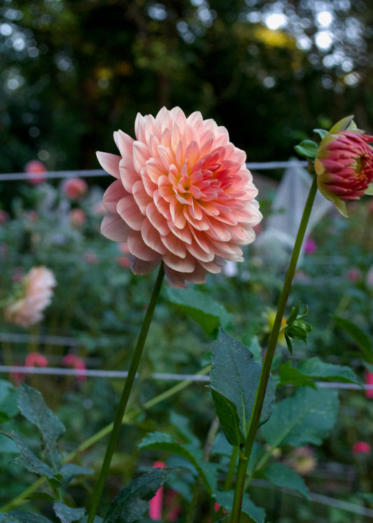 Dahlia Fawn