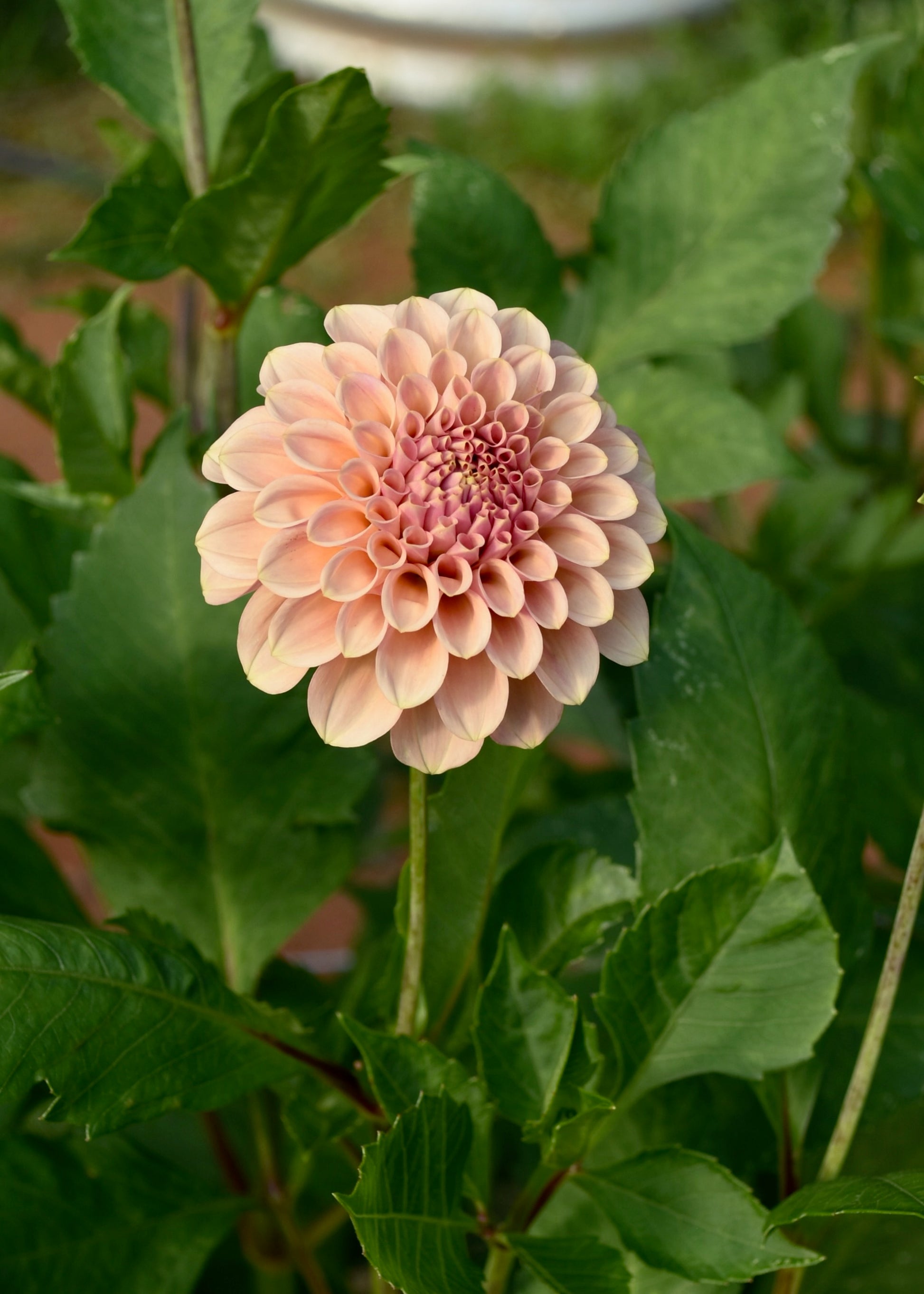 Dahlia Rock Run Ashley