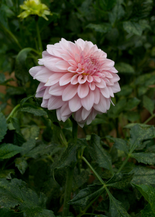 Dahlia Mocha Jake