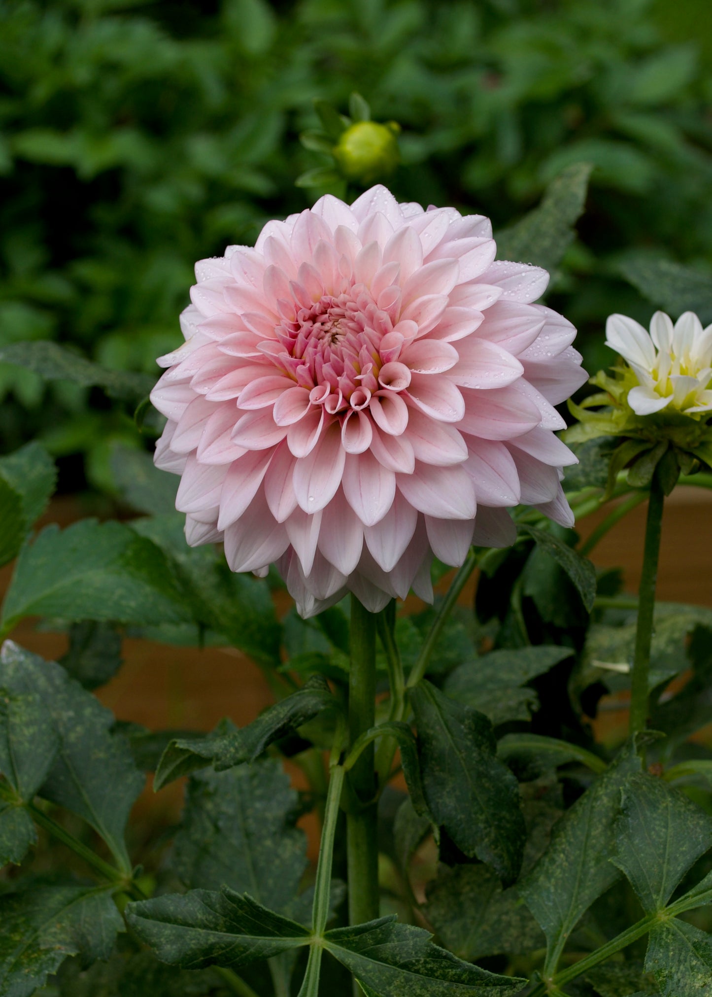 Dahlia Mocha Jake