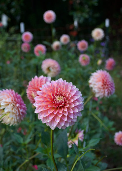 Dahlia Skipley Spot of Gold