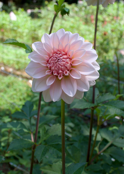 Dahlia RM Baby Girl