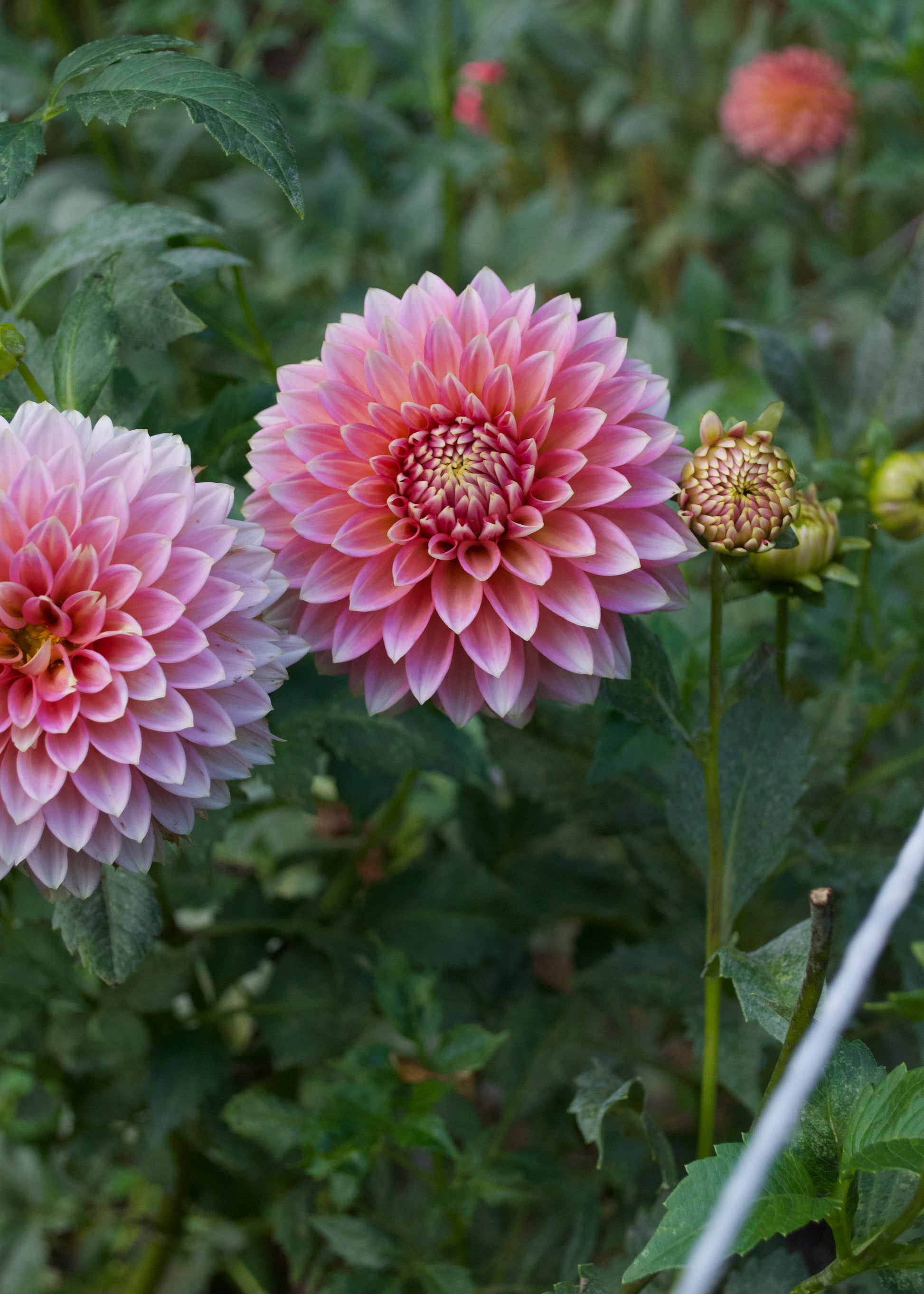 Dahlia Skipley Spot of Gold