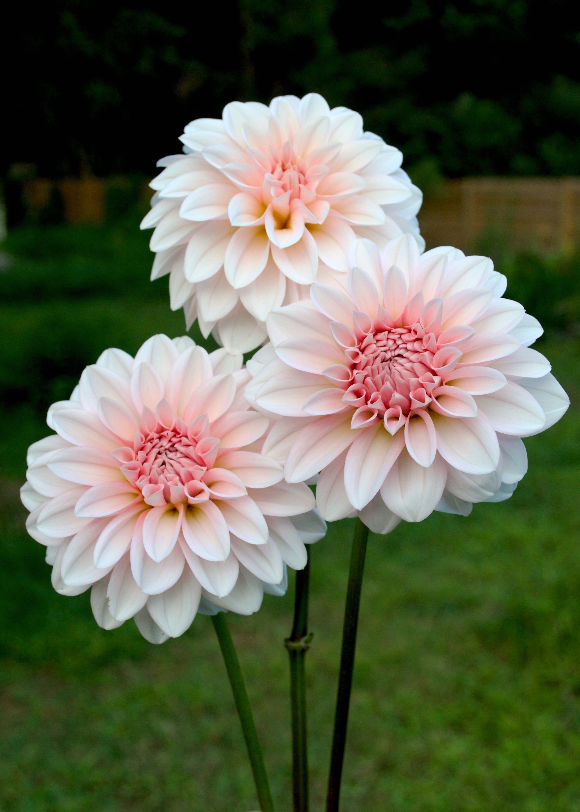 Dahlia RM Baby Girl