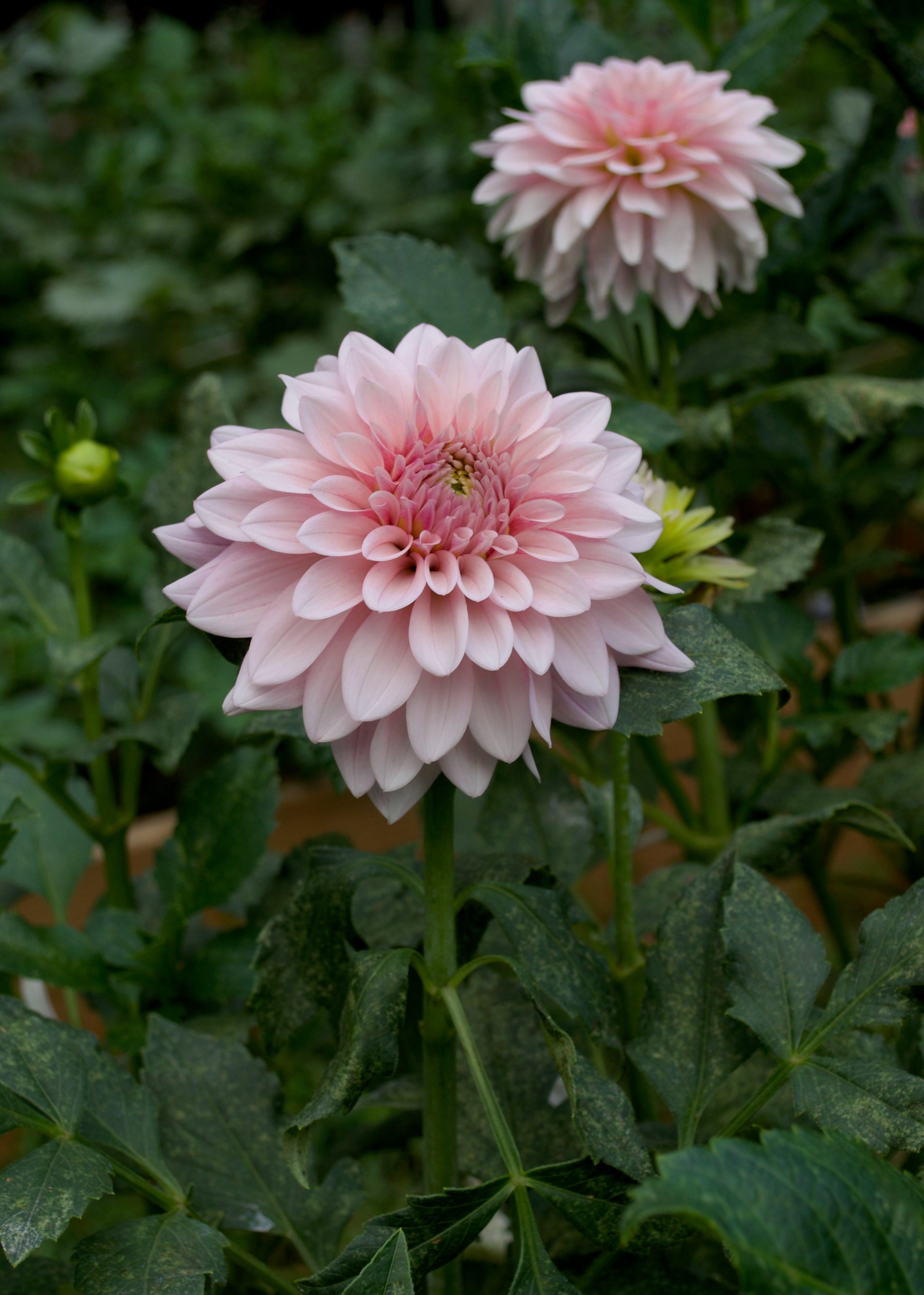 Dahlia Mocha Jake