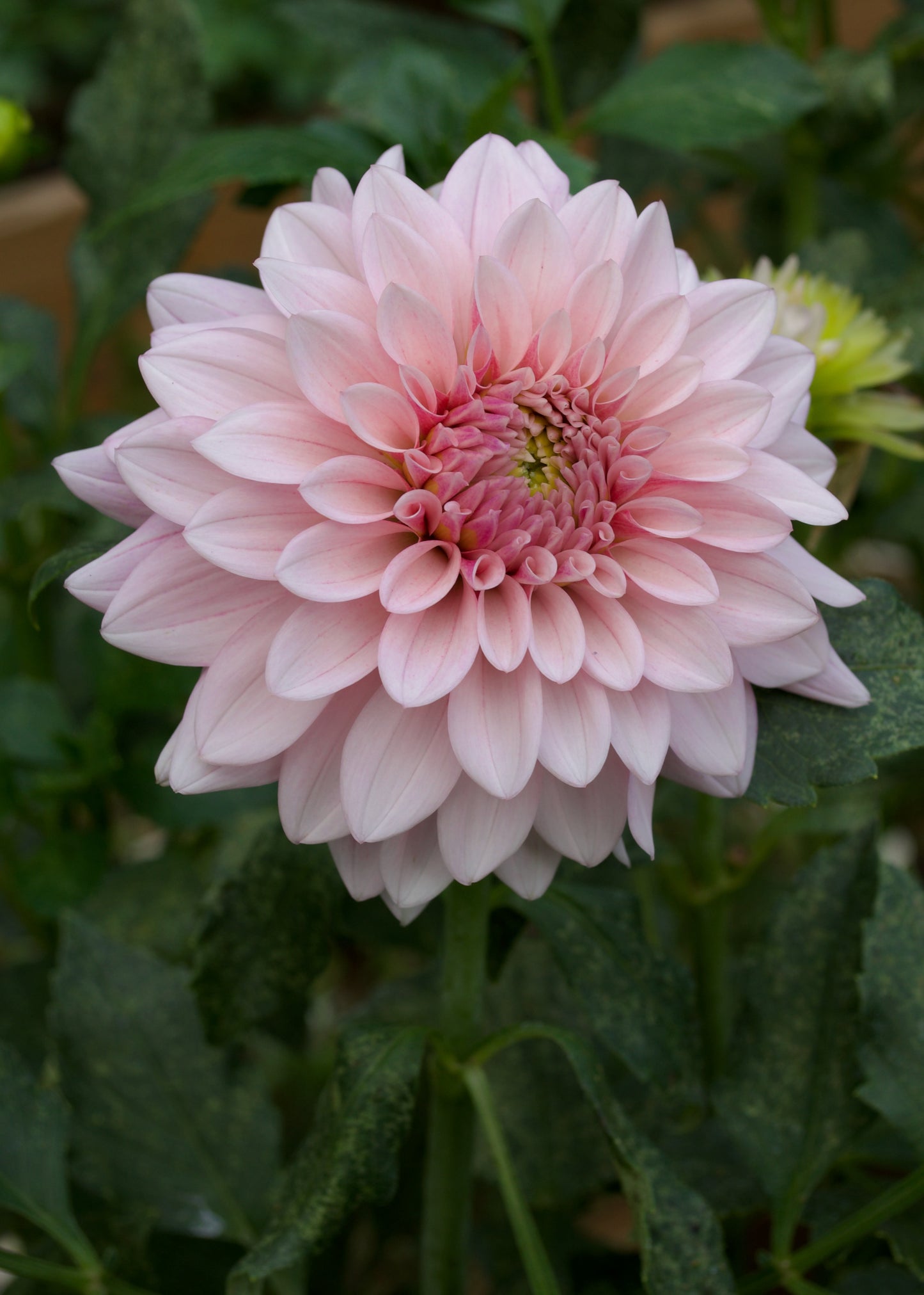 Dahlia Mocha Jake