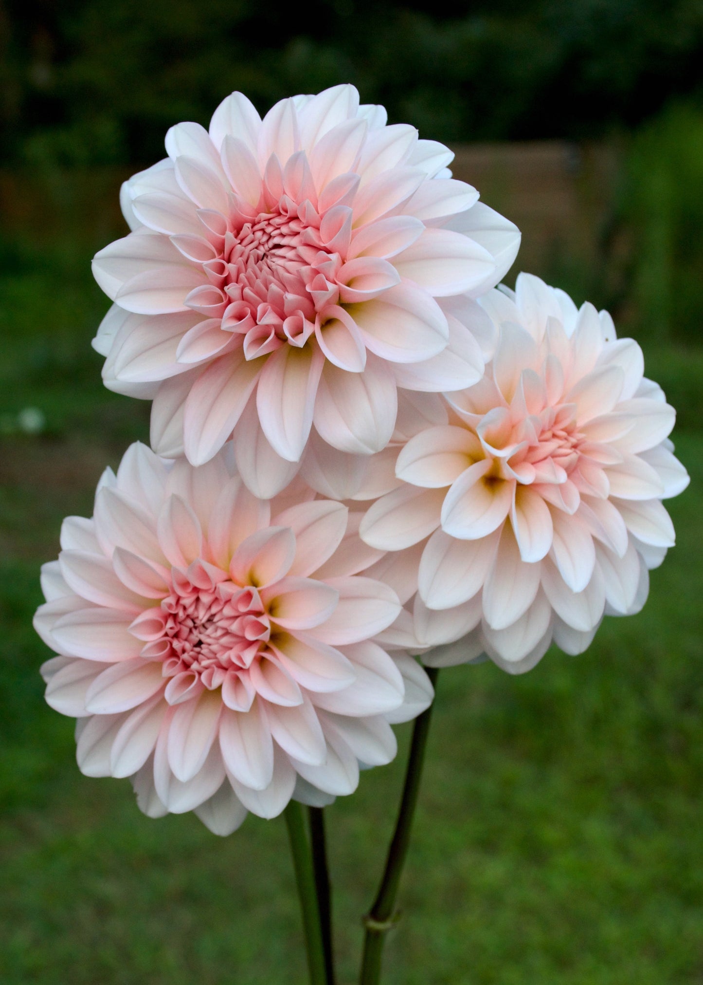 Dahlia RM Baby Girl
